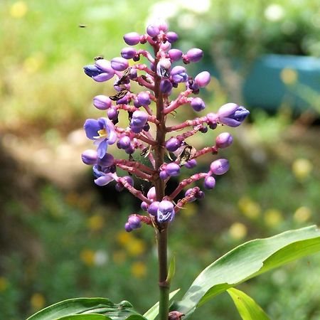 Pousada Cauca Ilha Grande  Ngoại thất bức ảnh