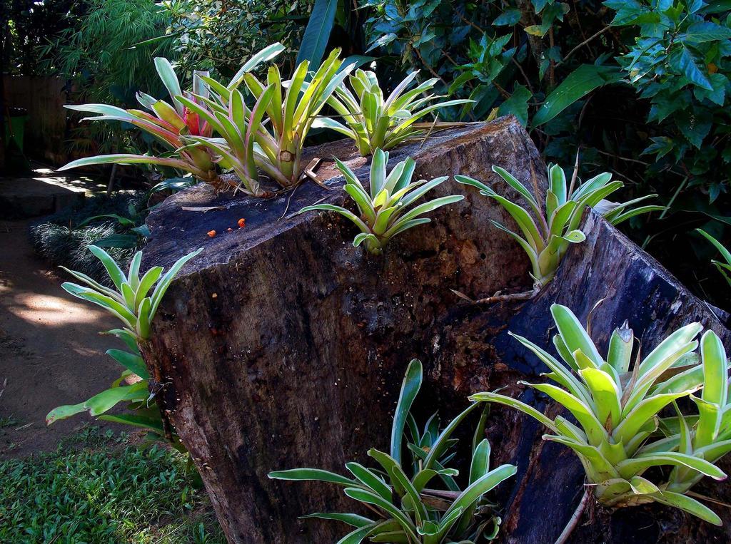 Pousada Cauca Ilha Grande  Ngoại thất bức ảnh