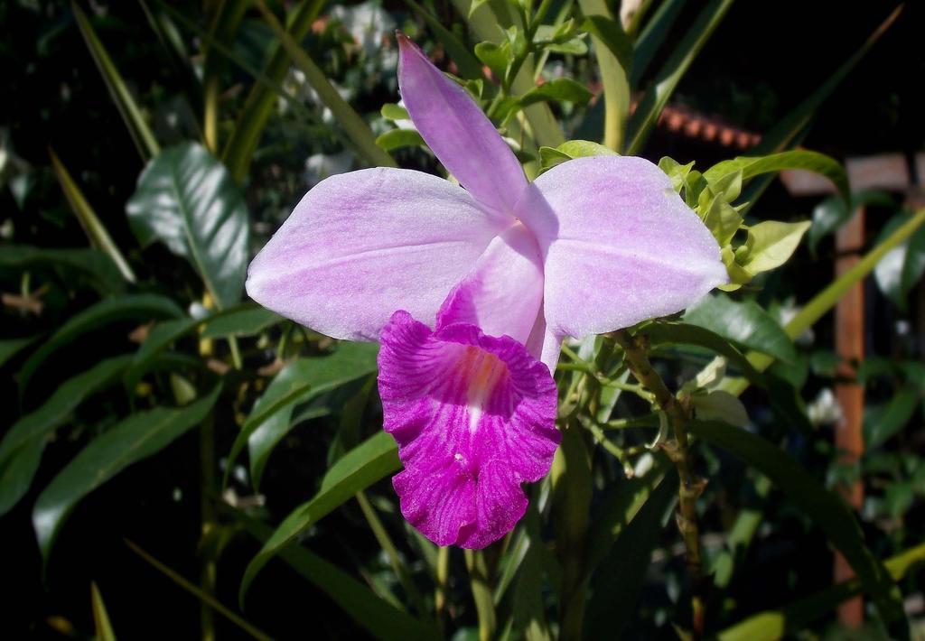Pousada Cauca Ilha Grande  Ngoại thất bức ảnh