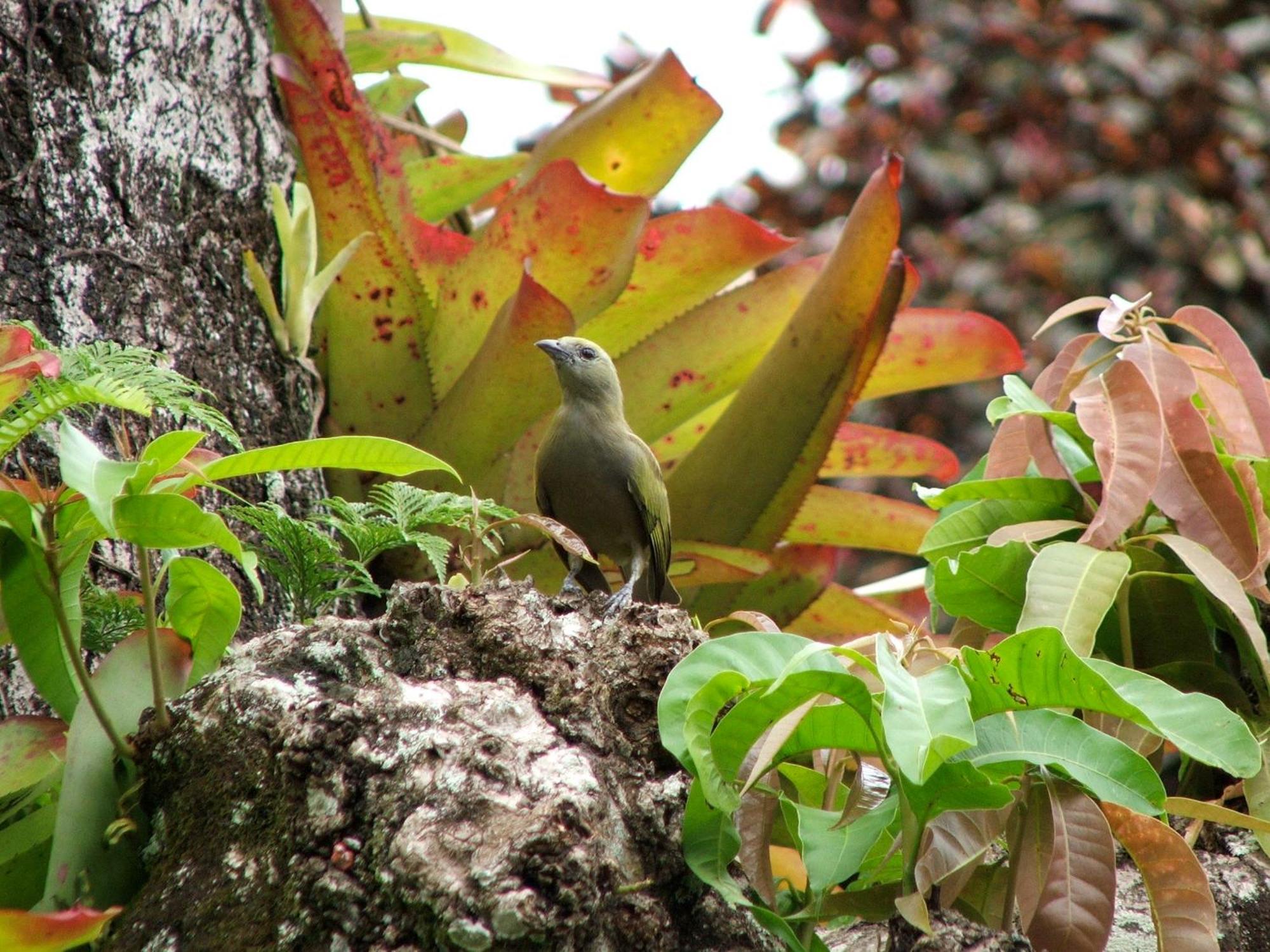 Pousada Cauca Ilha Grande  Ngoại thất bức ảnh